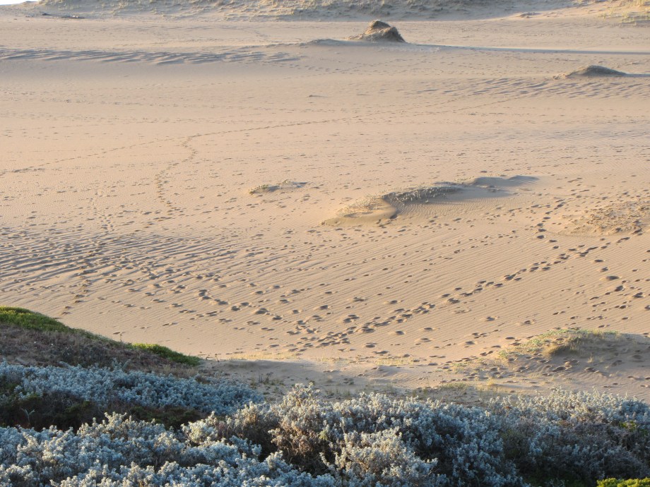 1-winter-abbotts very tracked