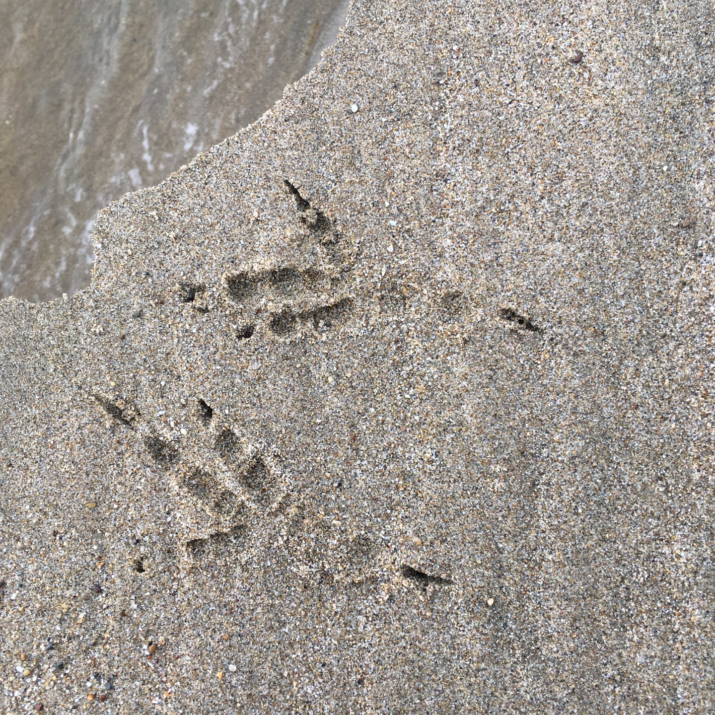 2-spring-raven tracks at water | Point Reyes Tracking School