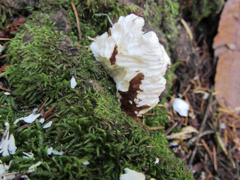 4-Signs-fungus chew copy