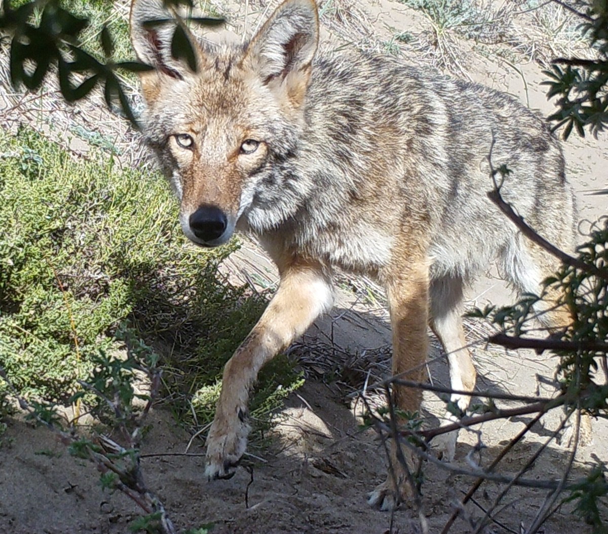Coyotes | Point Reyes Tracking School