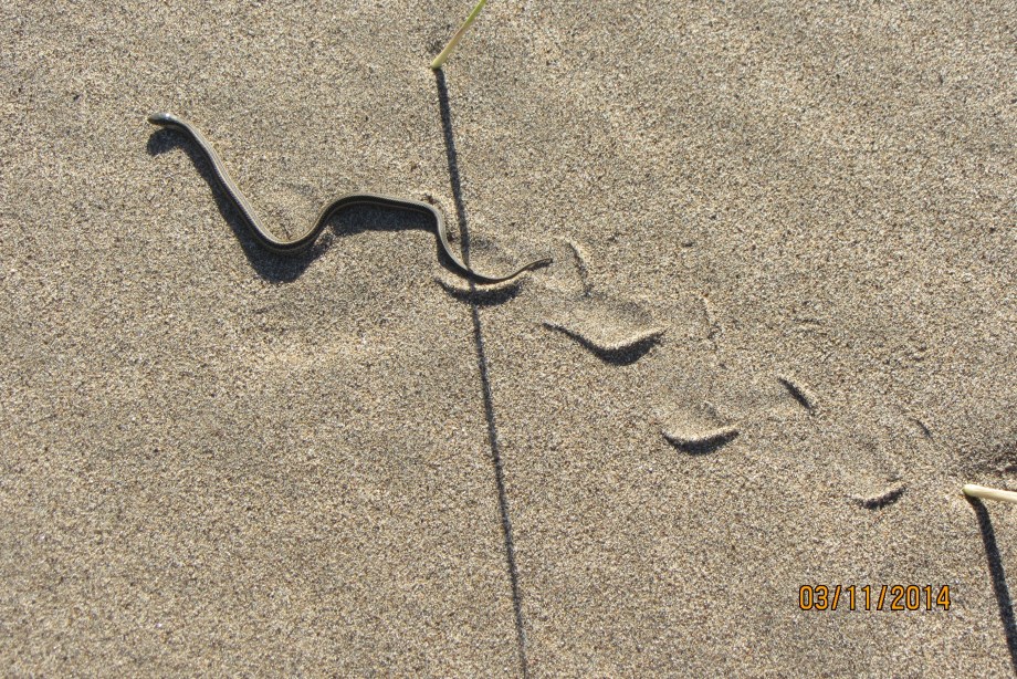 6-gaits-snake and track